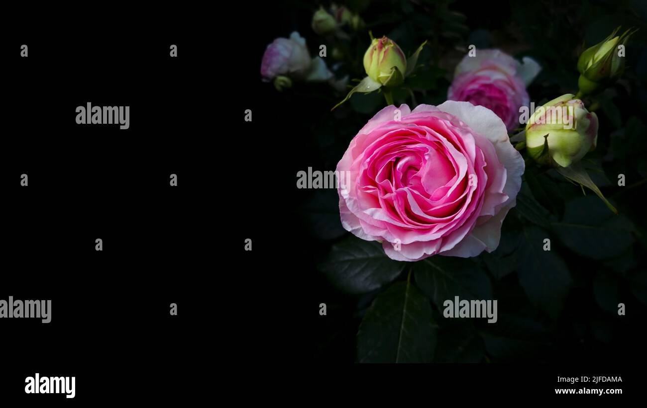 Rosa rosa con foglie e boccioli aperti, su sfondo nero. luce studio Foto Stock