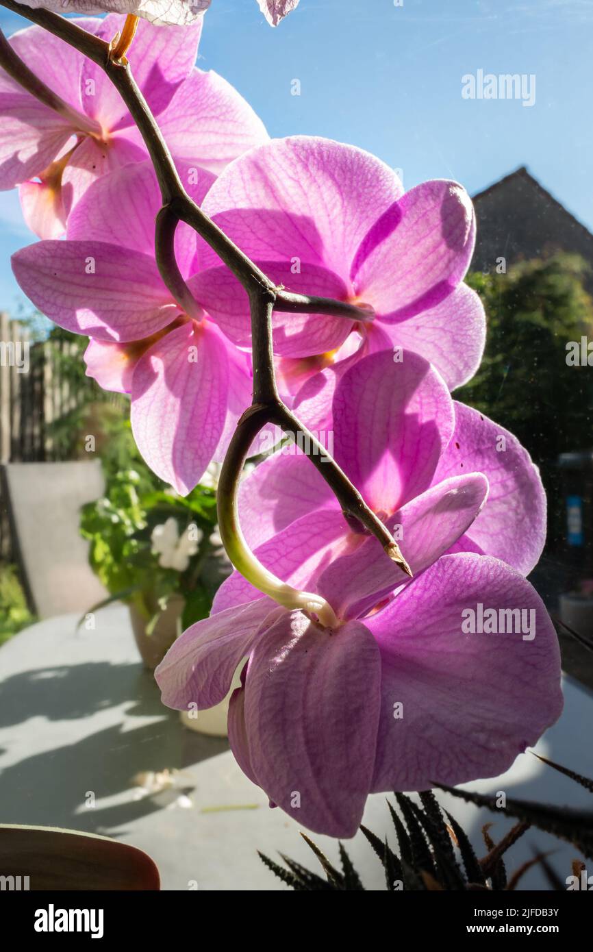 Ramo sospeso con fiori rosa di una pianta di orchidee su un davanzale Foto Stock