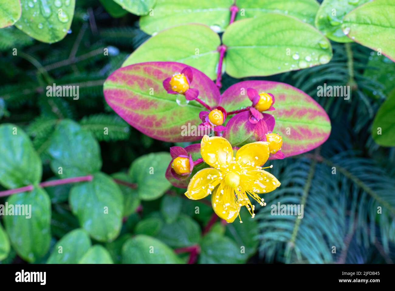 Immagine dettagliata di un fiore giallo di Honeysuckle (Lonicera) Foto Stock