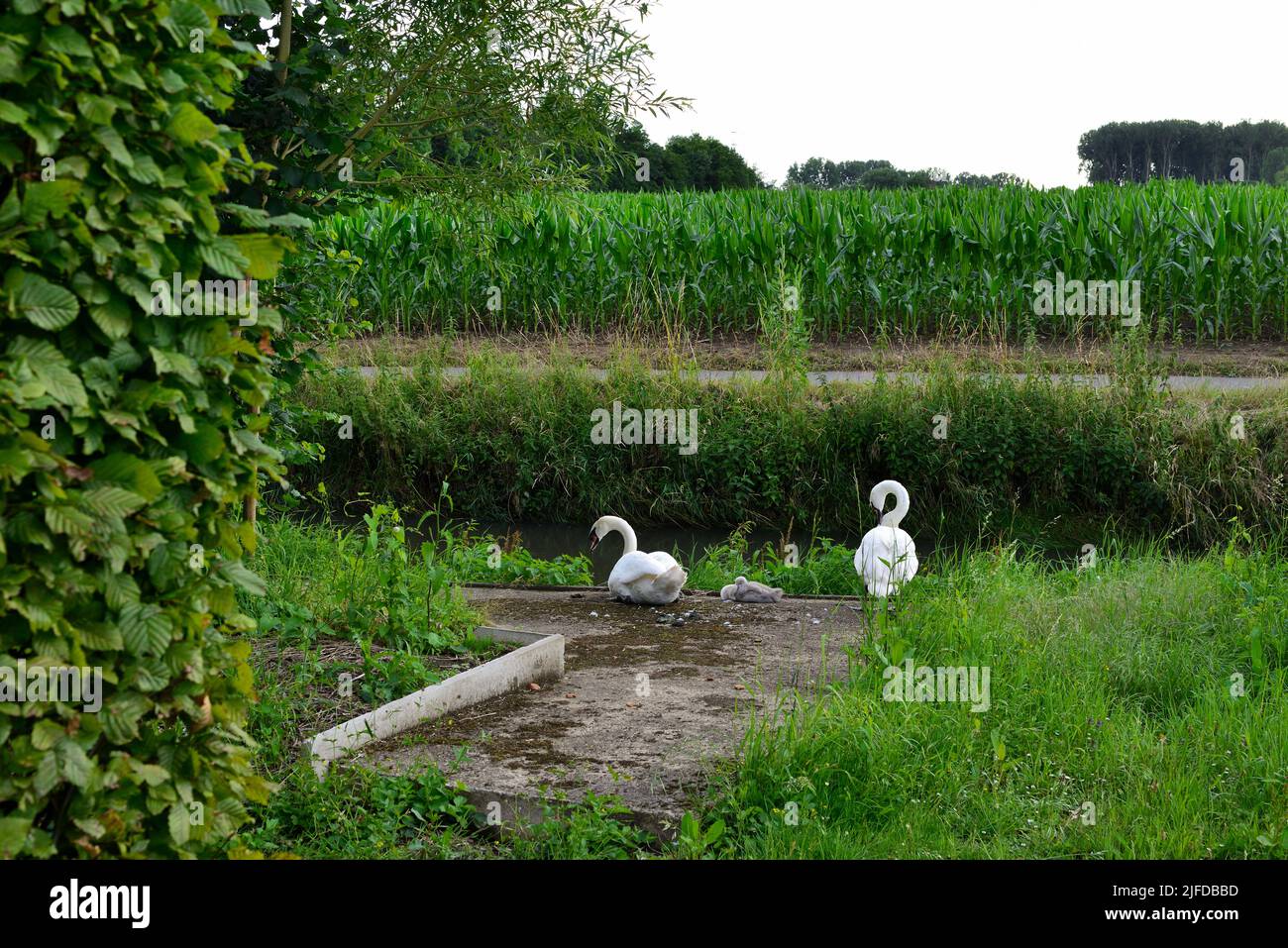 Famiglia Swan: Di recente nascita grigio e i genitori bianchi cigni che riposano sul molo di cemento vicino al fiume ruscello in serata Foto Stock