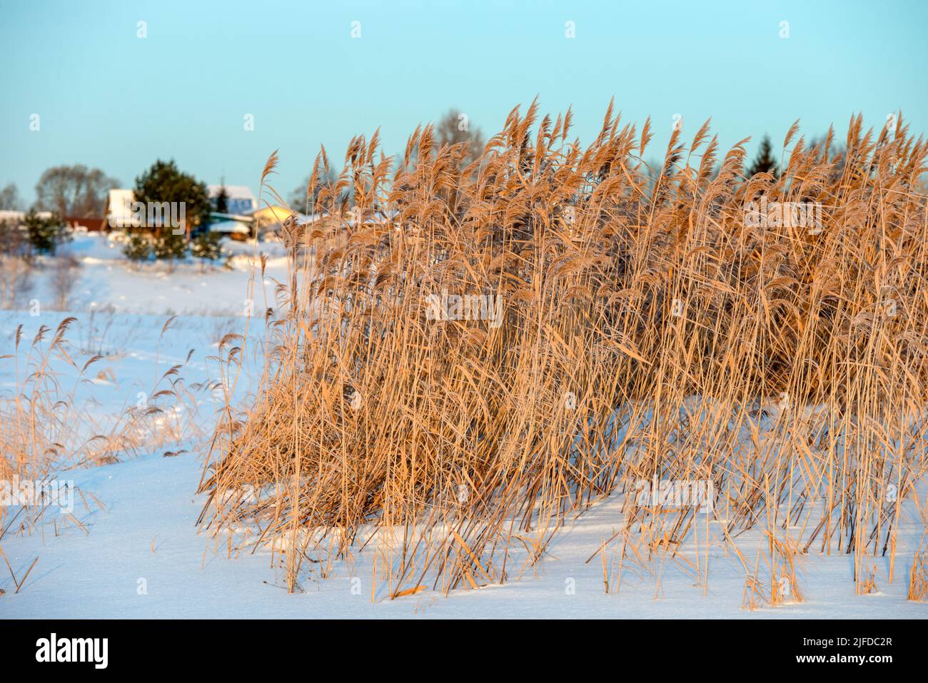 La riva del fiume è cresciuta con l'erba secca alta vicino al villaggio in una giornata invernale Foto Stock