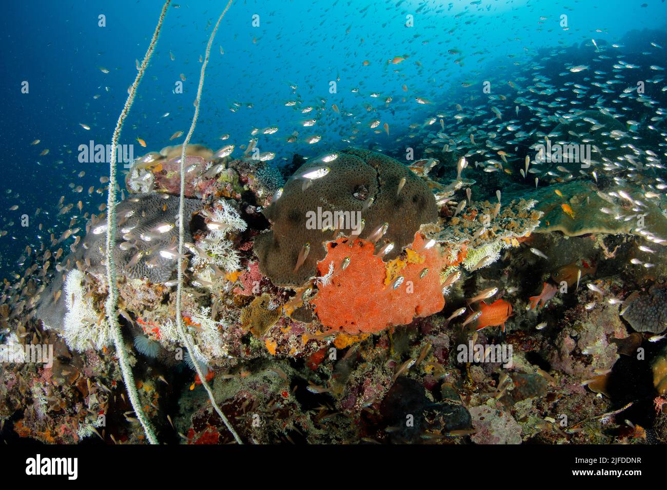 Colorata barriera corallina che esplodere di vita. Isola di Mafia, Tanzania Foto Stock