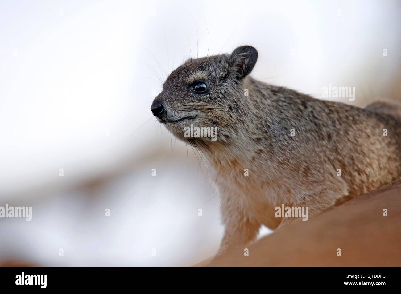 Rock Hyrax (Procavia capensis, aka Dassie, Cape Hyrax, Rock Rabbit). Tsavo West National Park, Kenya Foto Stock