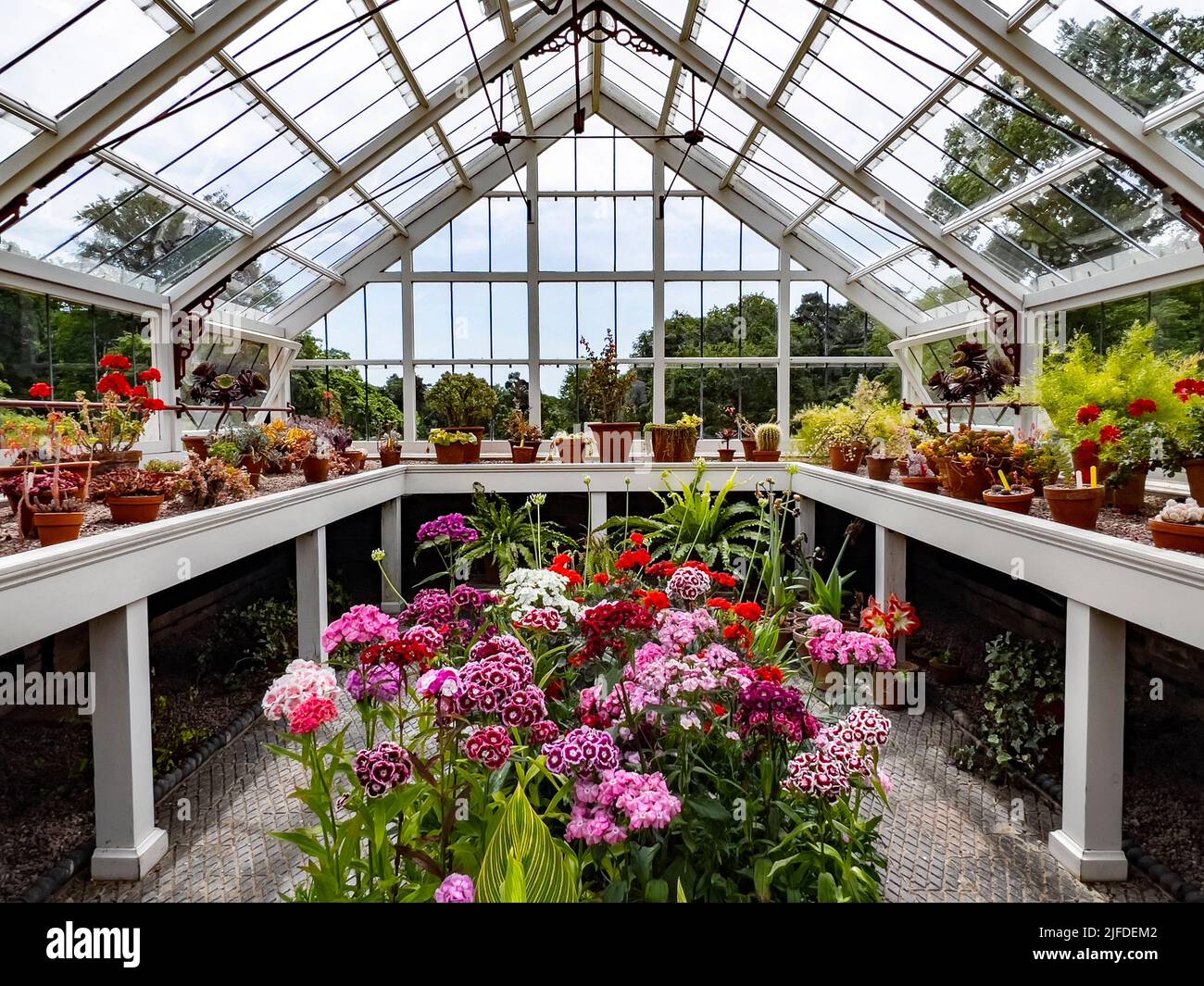 Giardinaggio - piante in vaso che crescono all'interno di una serra in legno in un giardino di campagna inglese. Foto Stock