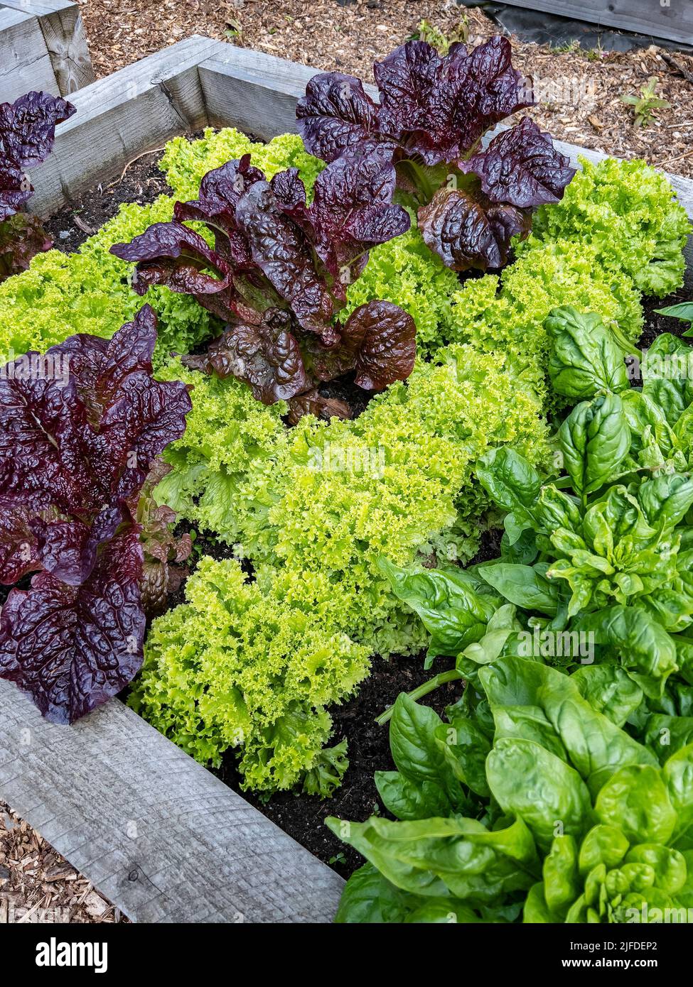 Giardinaggio - coltivando le verdure in letti sollevati su un'assegnazione nell'Inghilterra nordoccidentale Foto Stock