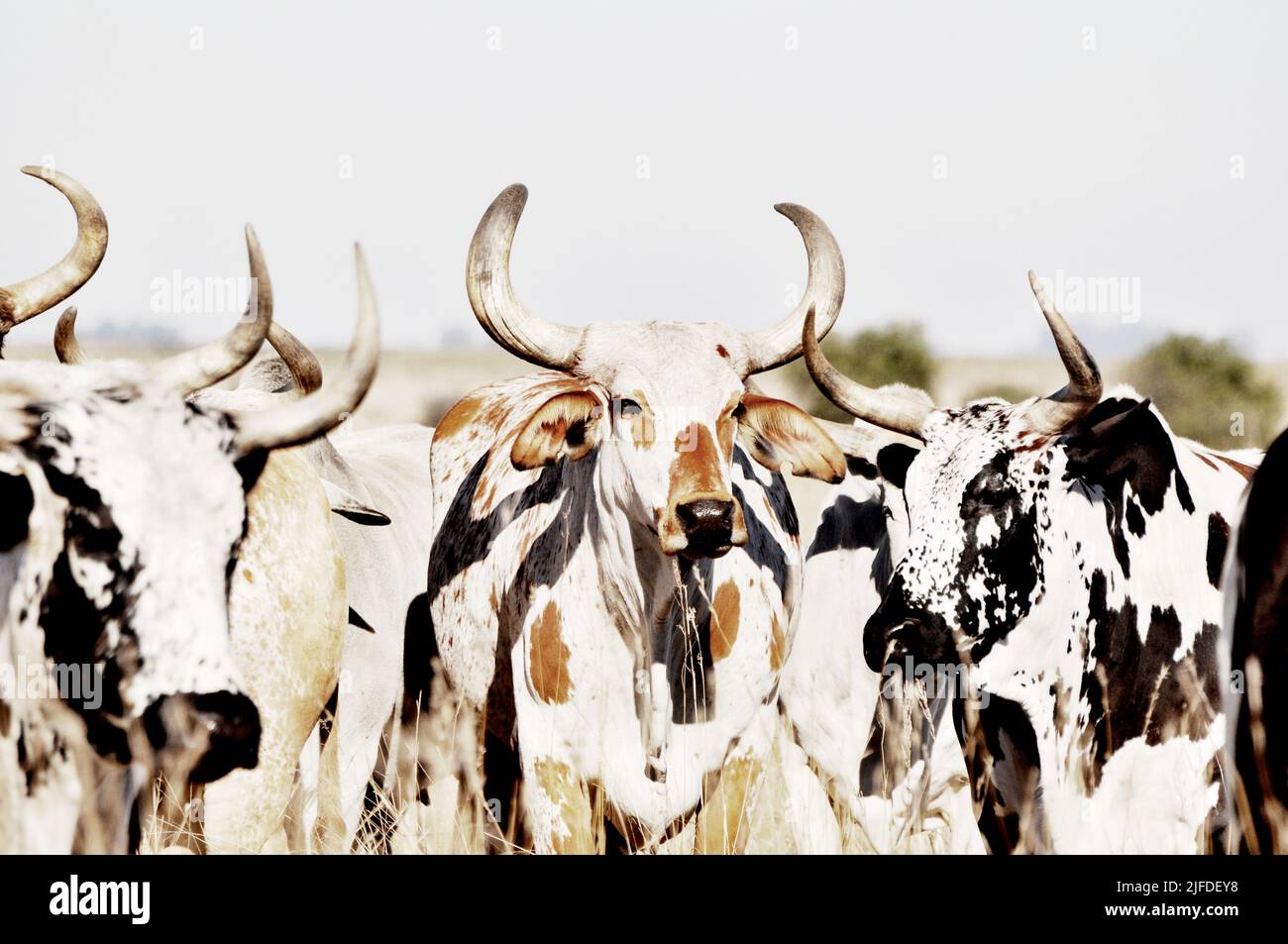 Una mucca bianca e nera con lunghe pose che camminano insieme in un campo Foto Stock