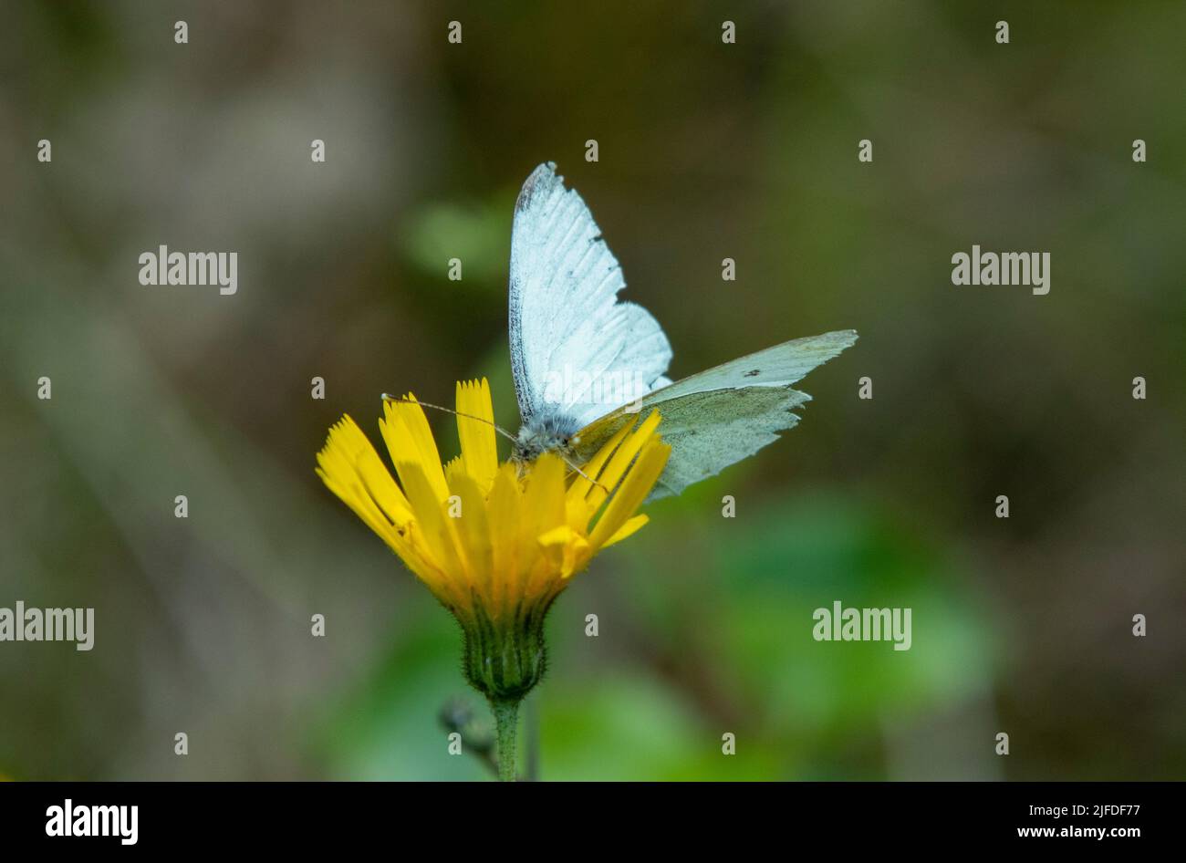 Piccola farfalla bianca sul fiore di Hawkbit Foto Stock