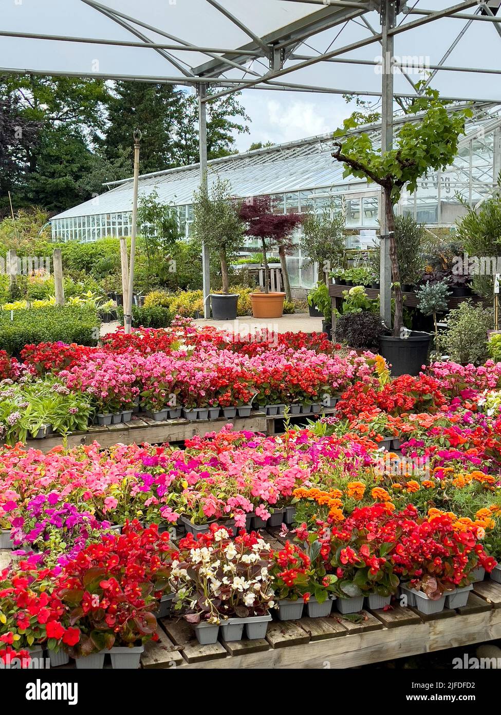 Display floreale colorato in un giardino nel Regno Unito. Foto Stock