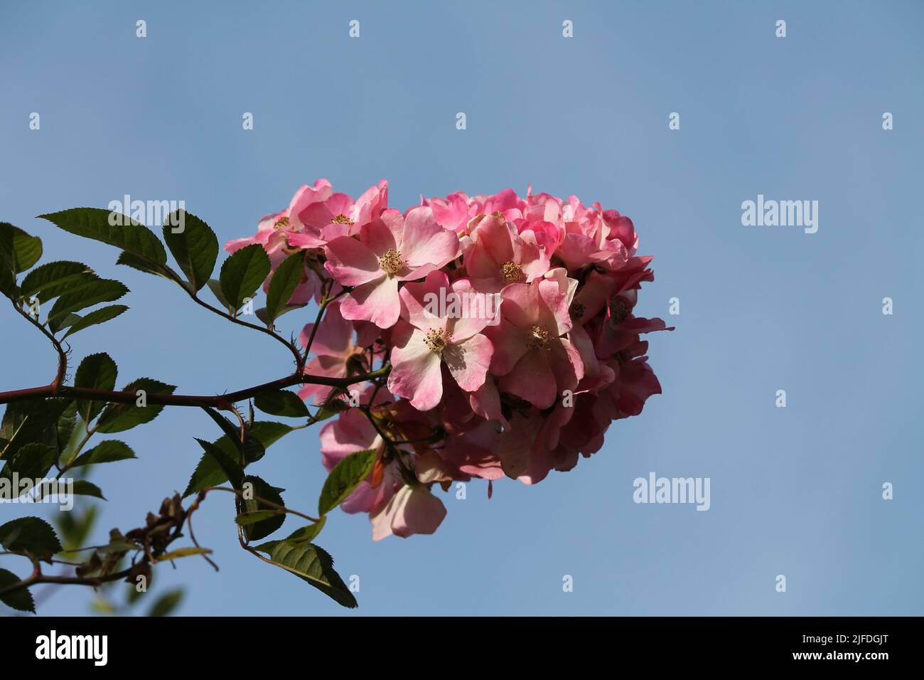 Gruppo di rose con cielo blu come sfondo Foto Stock