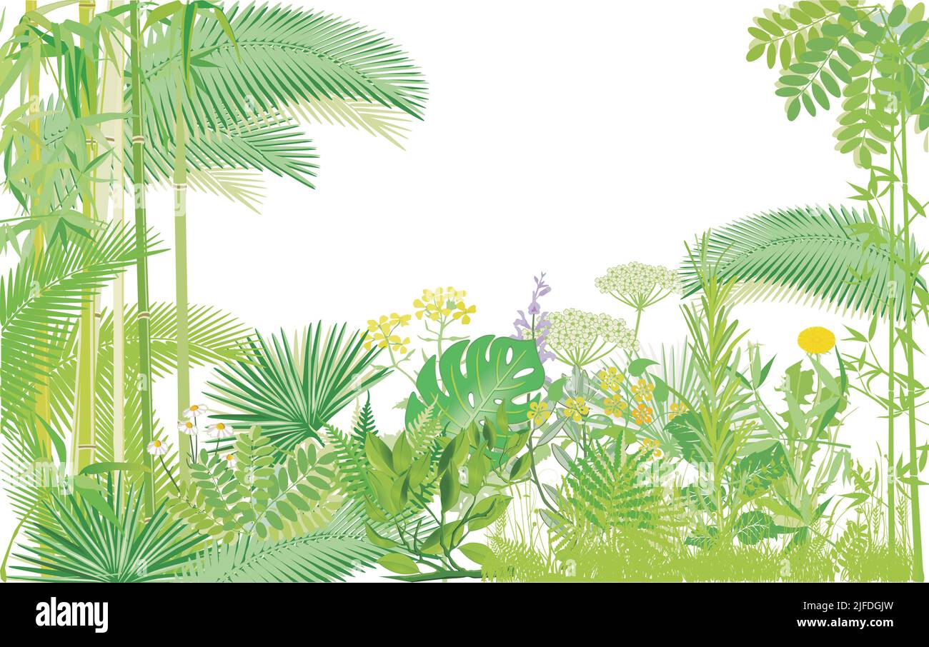Piante tropicali in natura, patrimonio naturale mondiale, illustrazione del paesaggio Illustrazione Vettoriale