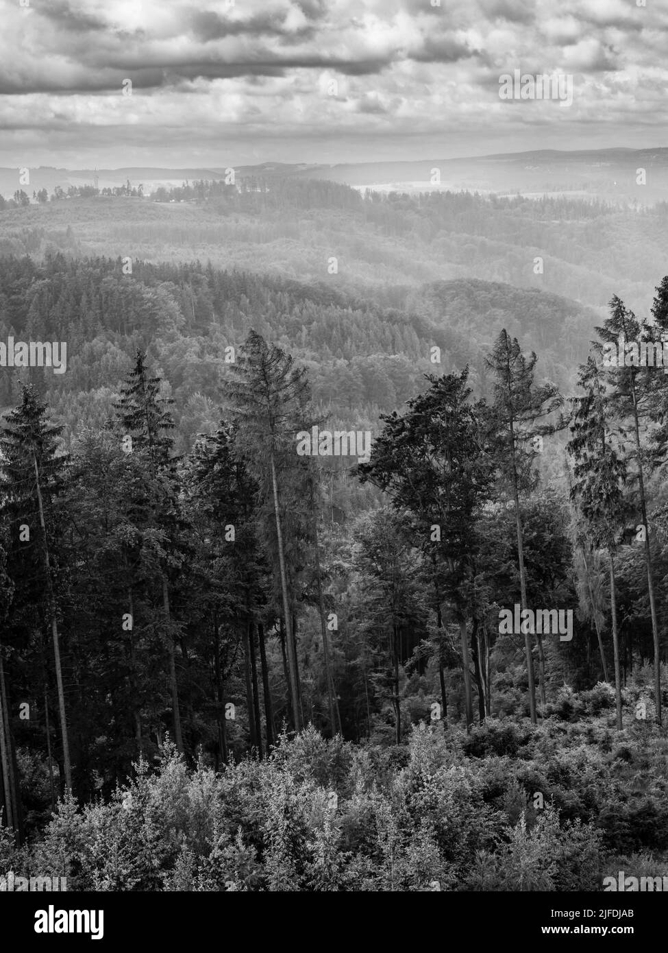 Paesaggio forestale con alberi di pino e pioggia vicino a Karlovy Vary, Boemia, Repubblica Ceca, in bianco e nero monocromatico ad un angolo olandese Foto Stock