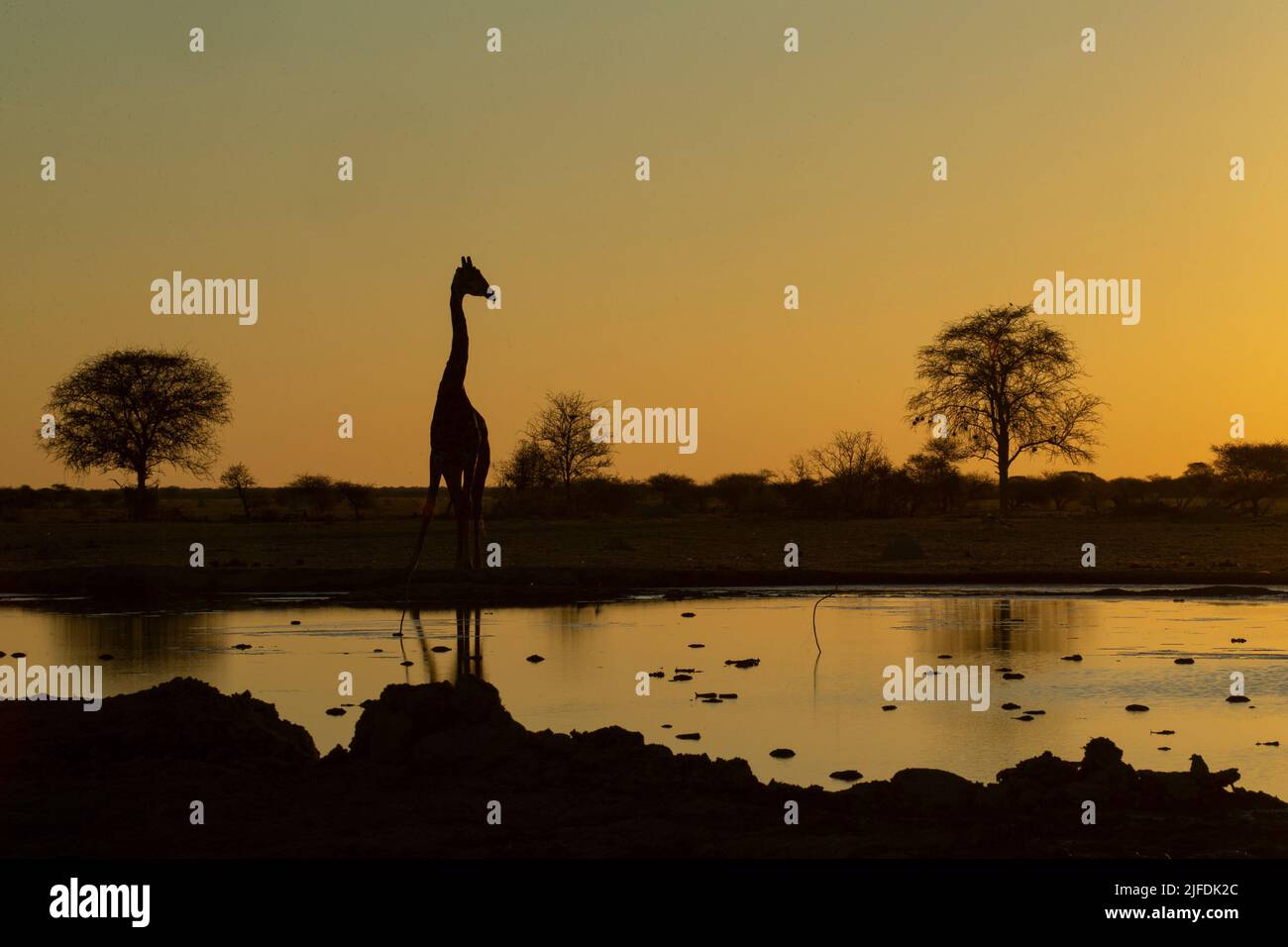 Southern Savanna Giraffe (Giraffa giraffa) silhouette al tramonto al waterhole Foto Stock