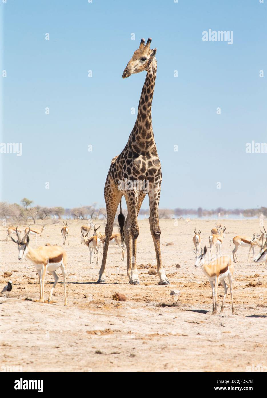 Southern Savanna Giraffe (Giraffa giraffa) Foto Stock