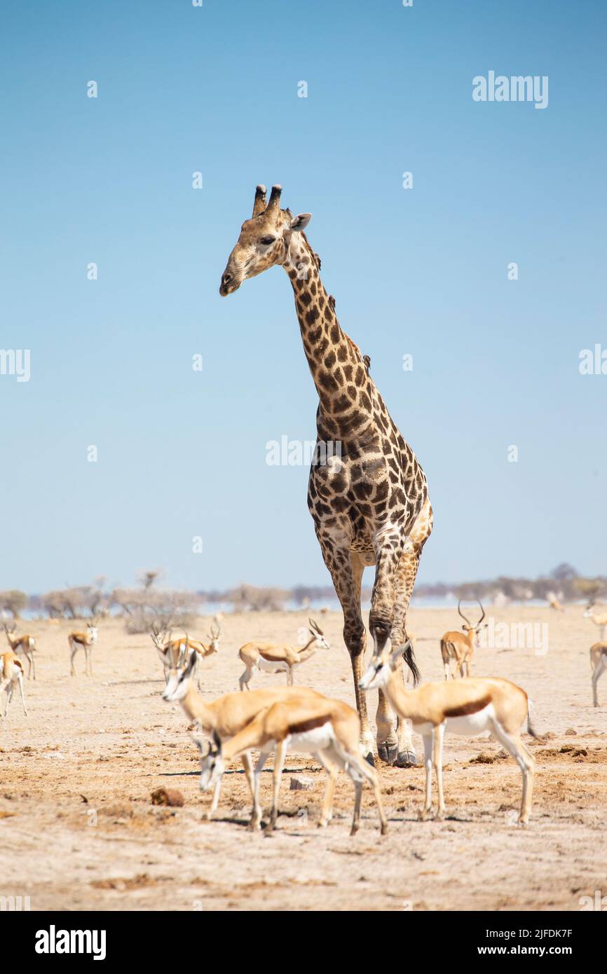 Southern Savanna Giraffe (Giraffa giraffa) Foto Stock
