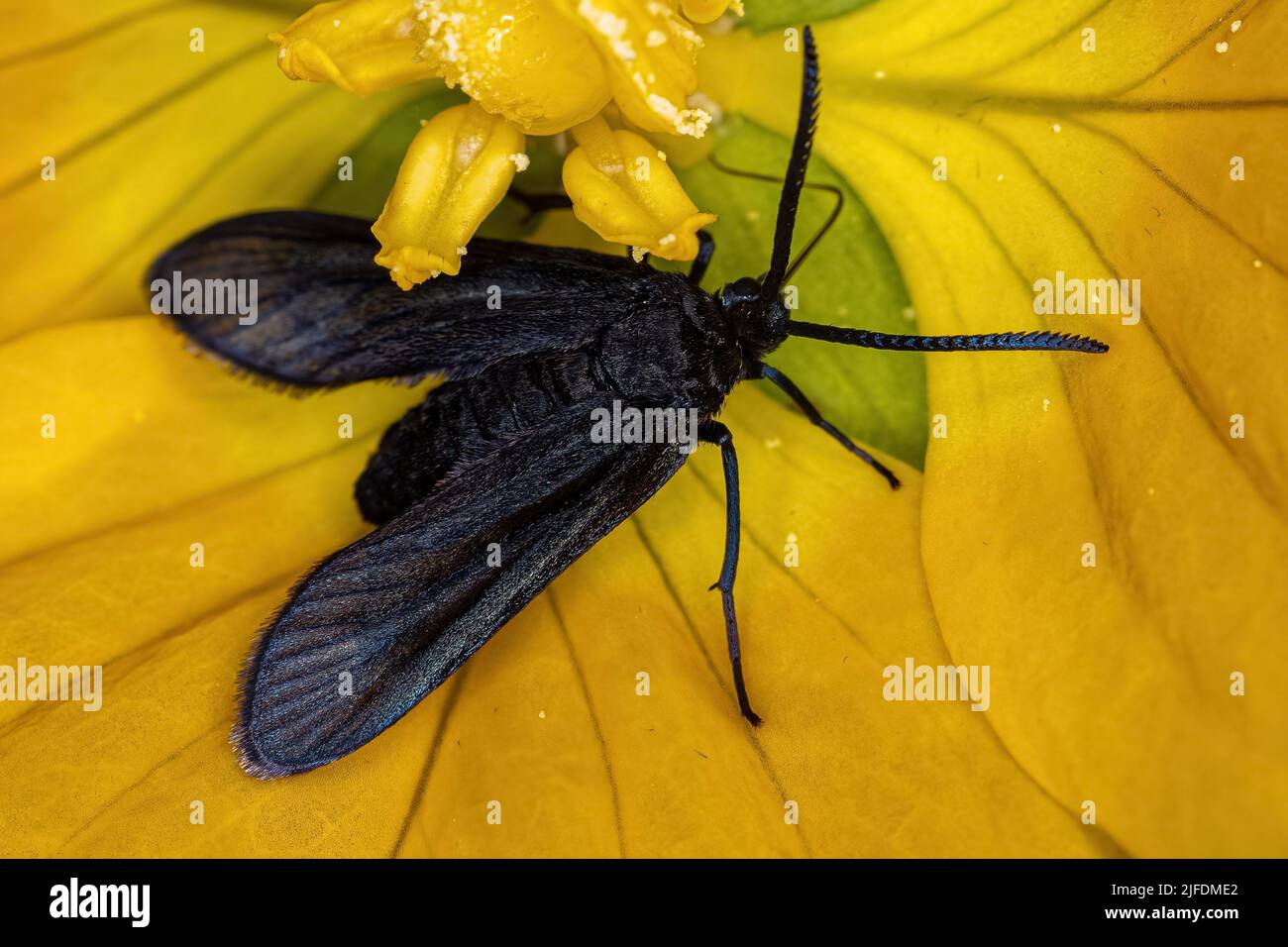 Adulto Tiger Moth della Tribe Arctiini Foto Stock