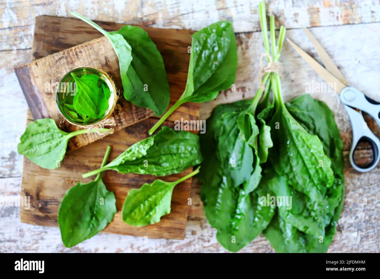 Plantain bere in un bicchiere. Foglie fresche di plantano. Tè terapeutico di plantain. Foto Stock