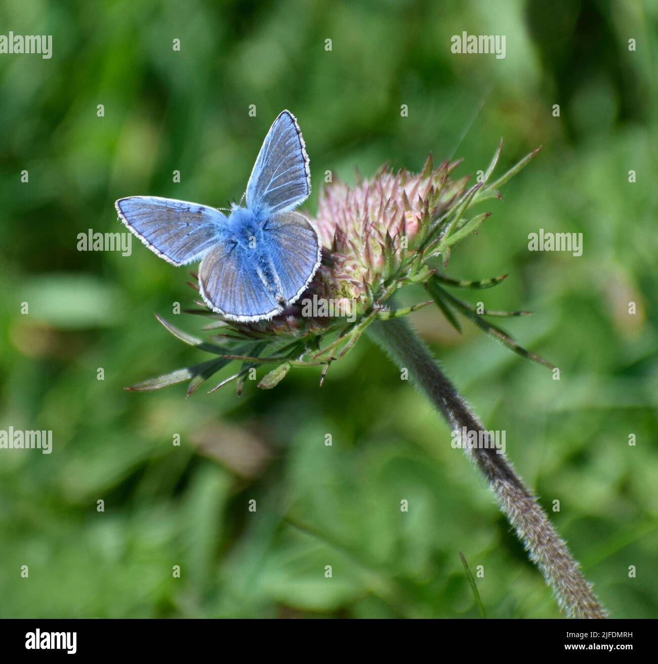 Farfalla blu comune su un fiore, Cornovaglia - UK Foto Stock