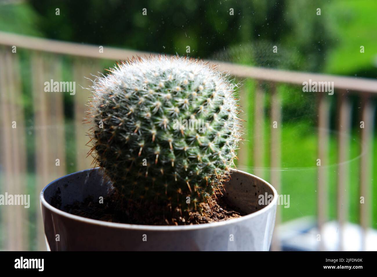 Piccolo cactus a forma di sfera in vaso vicino alla finestra Foto Stock