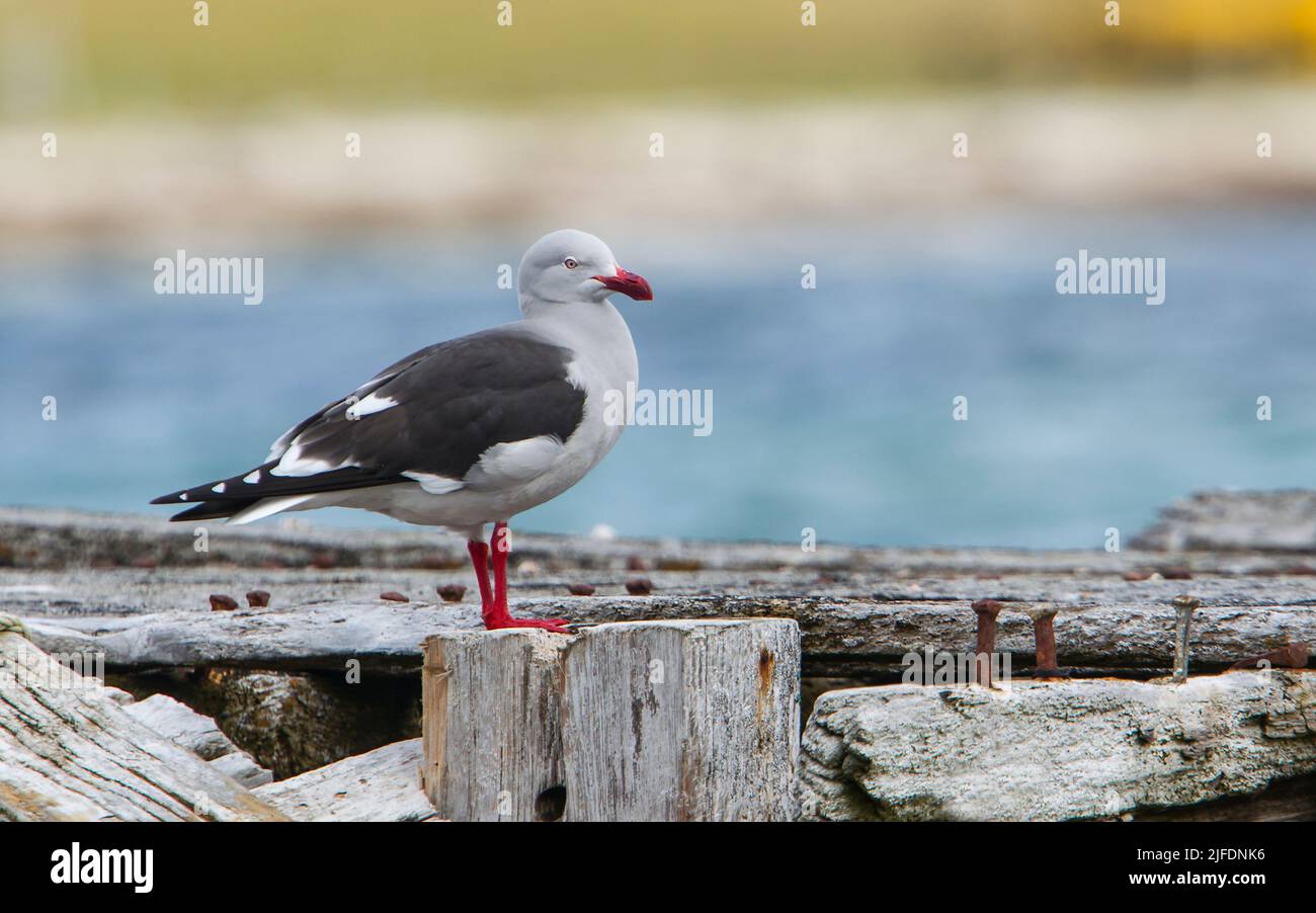 Dolphin Gull (Larus scoresbii) su un vecchio molo, Pebble Island, Falkland Islands Foto Stock