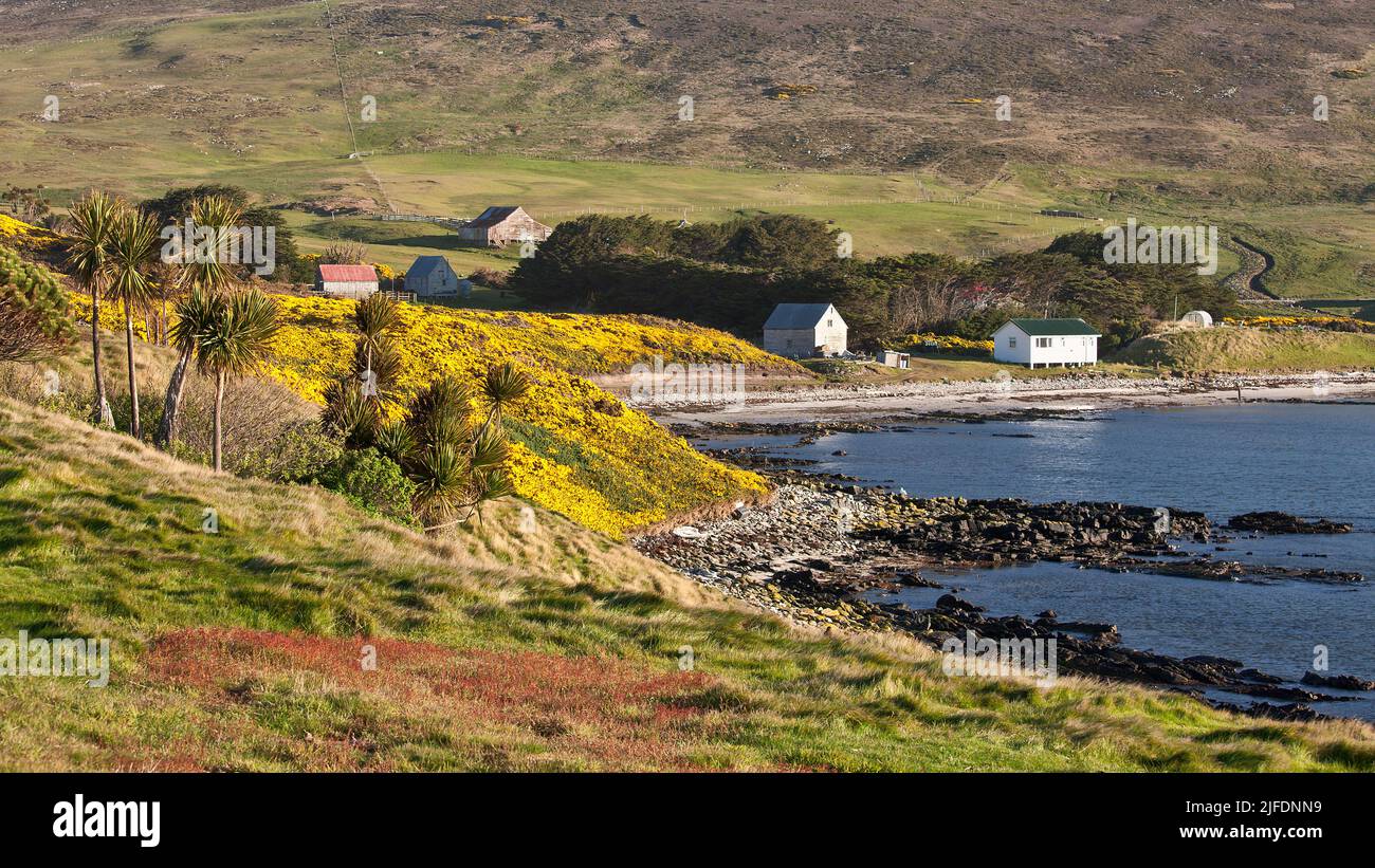 Una vista dell'insediamento a Port Pattison, Isola della carcassa, Isole Falkland. Foto Stock