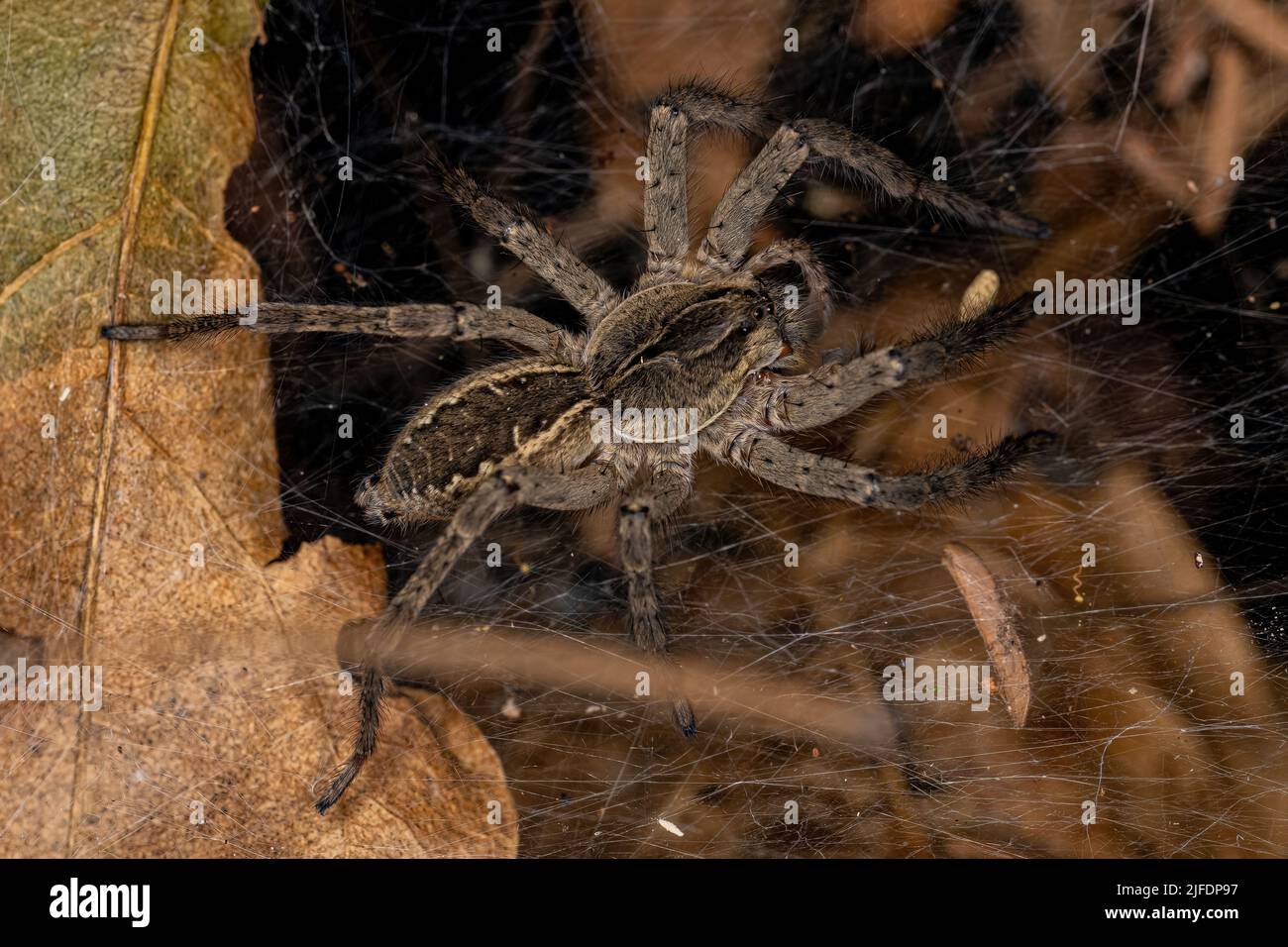 Piccolo ragno lupo del genere Aglaoctenus Foto Stock
