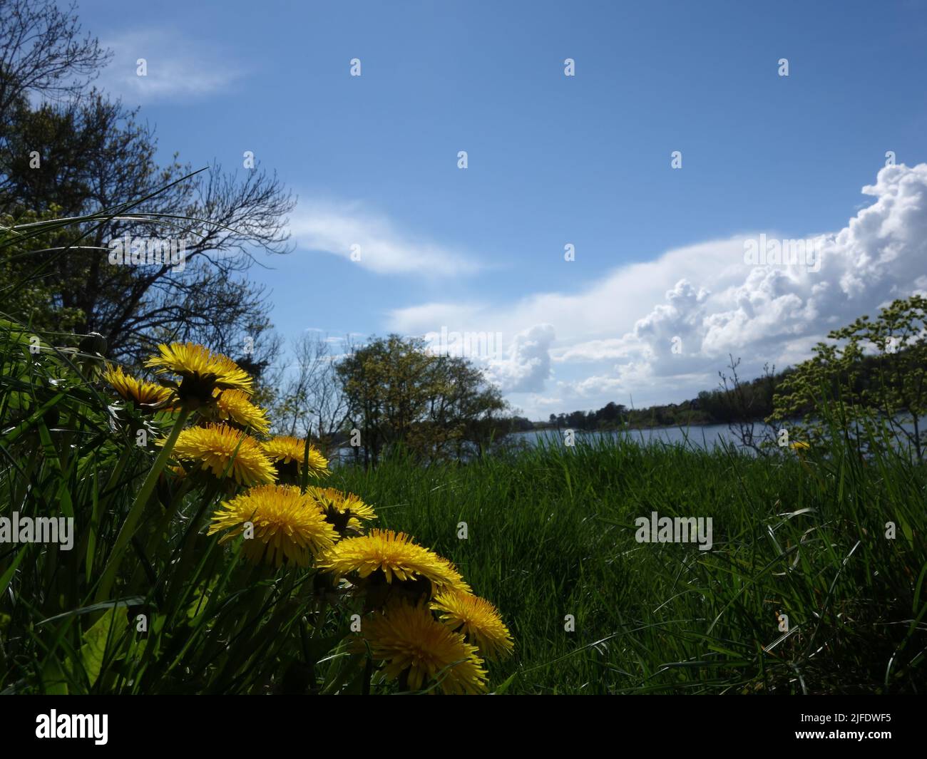 Un bouquet di dandelioni che si estende, con i suoi lunghi steli, fino al sole, in quella collina erbosa. Foto Stock