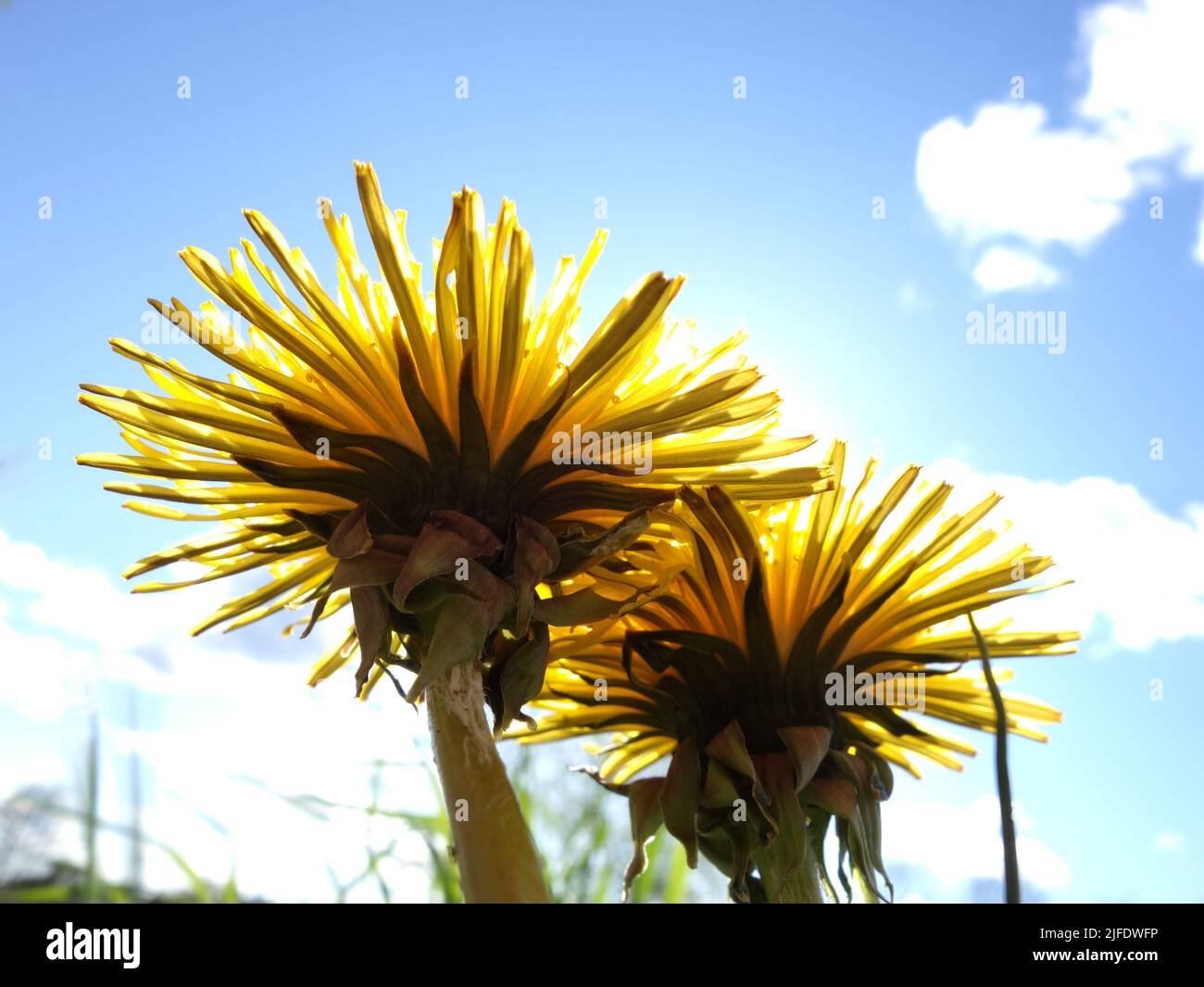 Dente di leone visto da sotto, con il sole che splende dritto attraverso la testa del fiore. Foto Stock