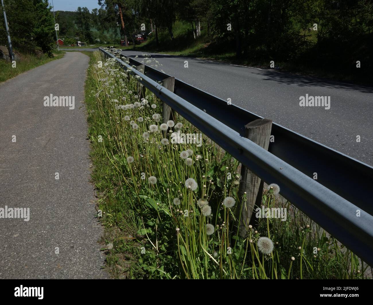 Kurefjordveien di Møvik, dove il guardrail separa strade e marciapiedi, decora il dente di leone con i suoi gambi lunghi e le teste mature di Blowball. Foto Stock