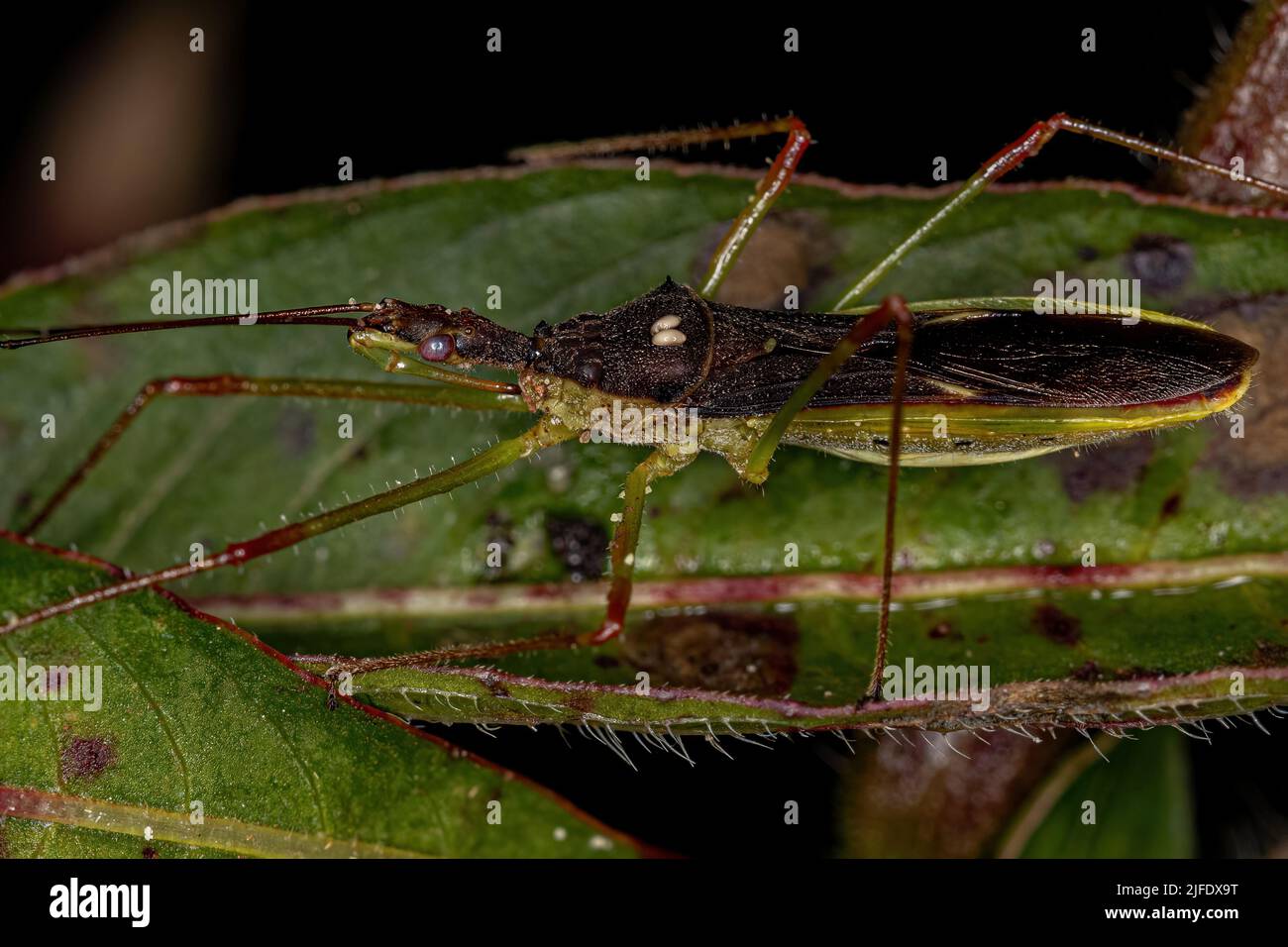 Adulto Assassin Bug del Tribe Harpactorini con due uova di mosche del Tribe Gymnosomatini Foto Stock