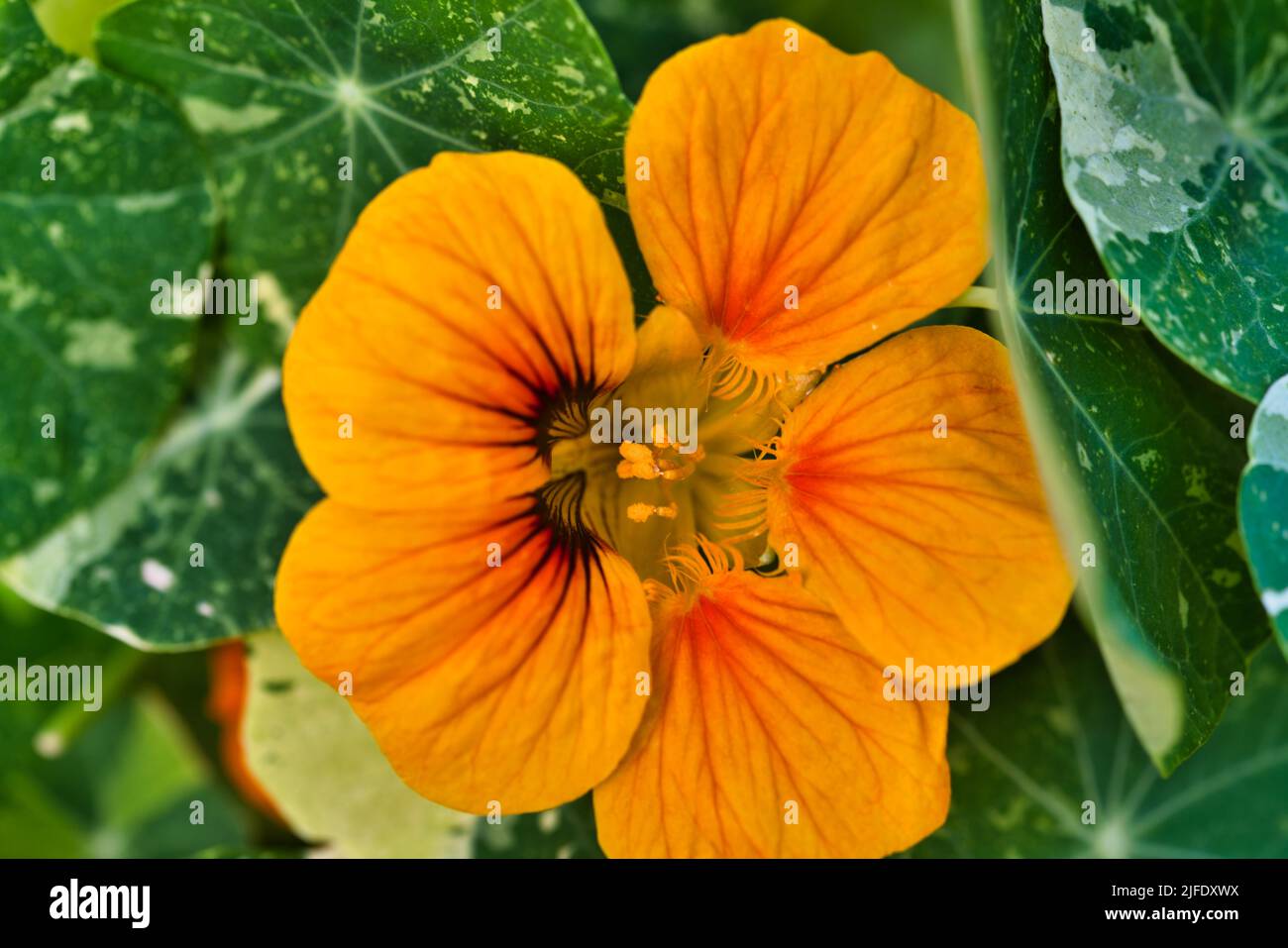 Un primo piano di un fiore arancione Tropaeolum Foto Stock