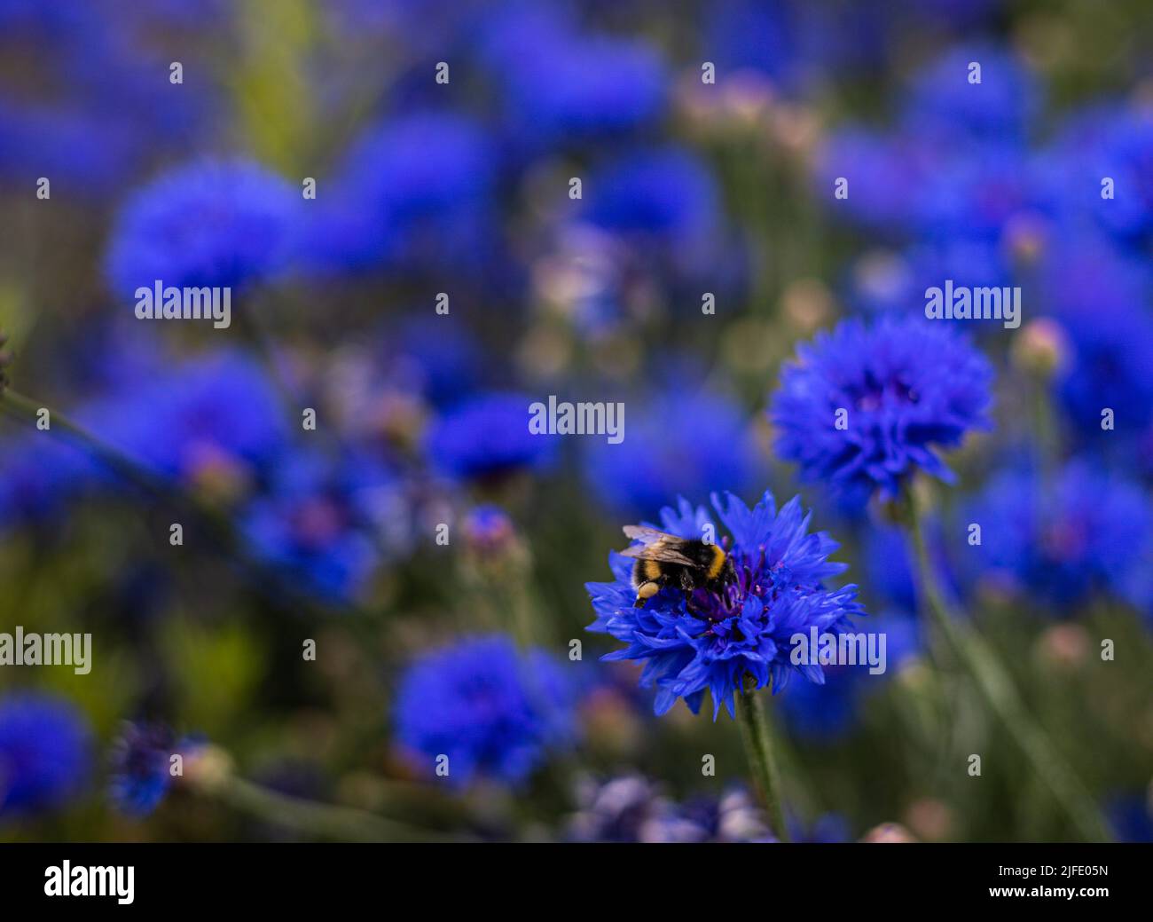 Centaurea cyanus (Cornflower) 'bluebell, in piena fioritura e attrarre api Bristol, Regno Unito Foto Stock