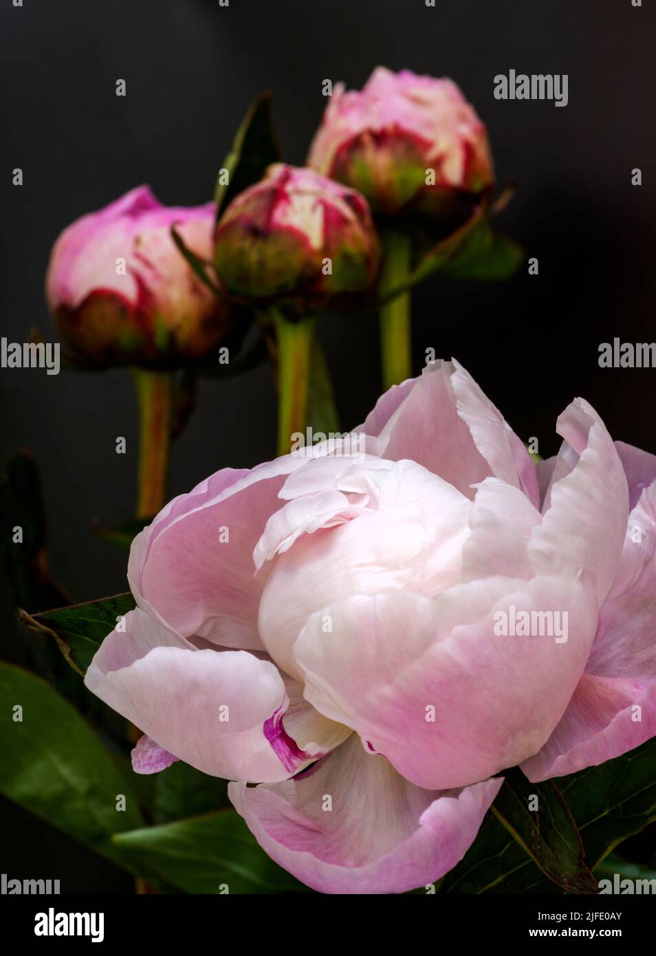 Un bel fiore di peonia rosa che si apre a breve, con tre boccioli sullo sfondo. I petali piegati sembrano piume di cigno. Foto Stock