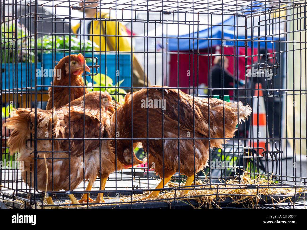 Galline domestiche in una gabbia per la vendita ad un mercato del paese degli agricoltori. Foto Stock