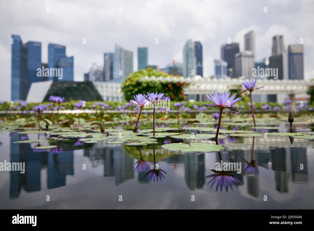 Primo piano di giglio d'acqua viola in fiore contro lo skyline urbano, Singapore Foto Stock