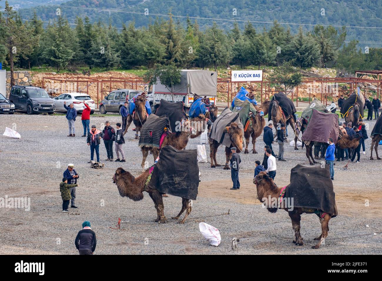 Bodrum, Mugla, Turchia, 01.08.2022: Cammelli in attesa al di fuori dell'arena sportiva del festival annuale della competizione wrestling nella regione egea della Turchia Foto Stock