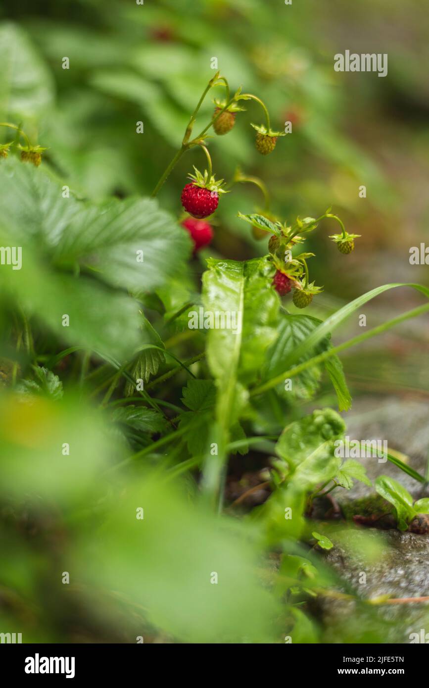 Primo piano di foto di fragole selvatiche nella piovosa giornata estiva Foto Stock