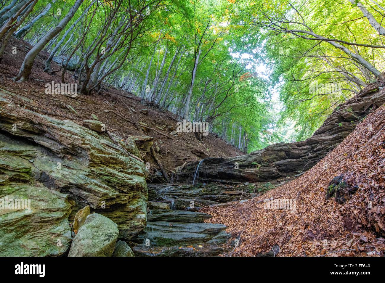 Un angolo basso delle rocce e una piccola cascata nel bosco di faggio, Piemonte, Italia Foto Stock