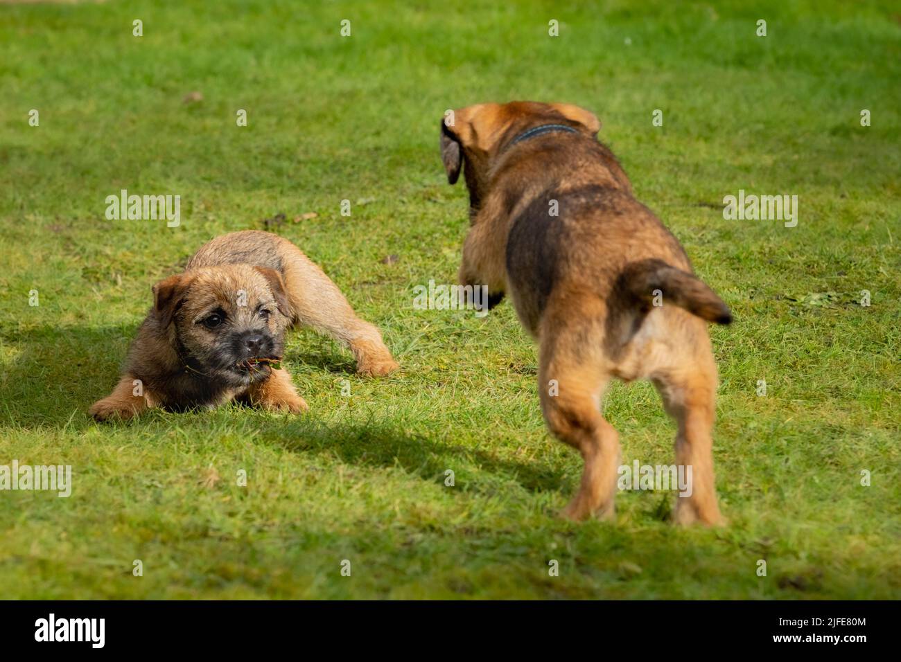 I cuccioli di Border Terrier giocano insieme in una lotta mock sull'erba verde. Foto Stock
