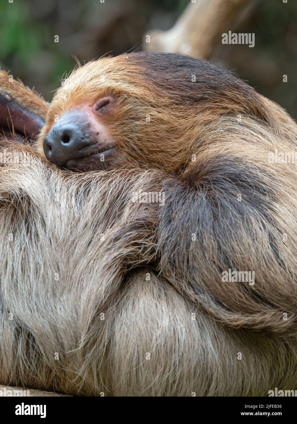 Choloepus didactylus, il pendioso bifronte di Linnaeus, noto anche come il pendioso bifronte sud Foto Stock