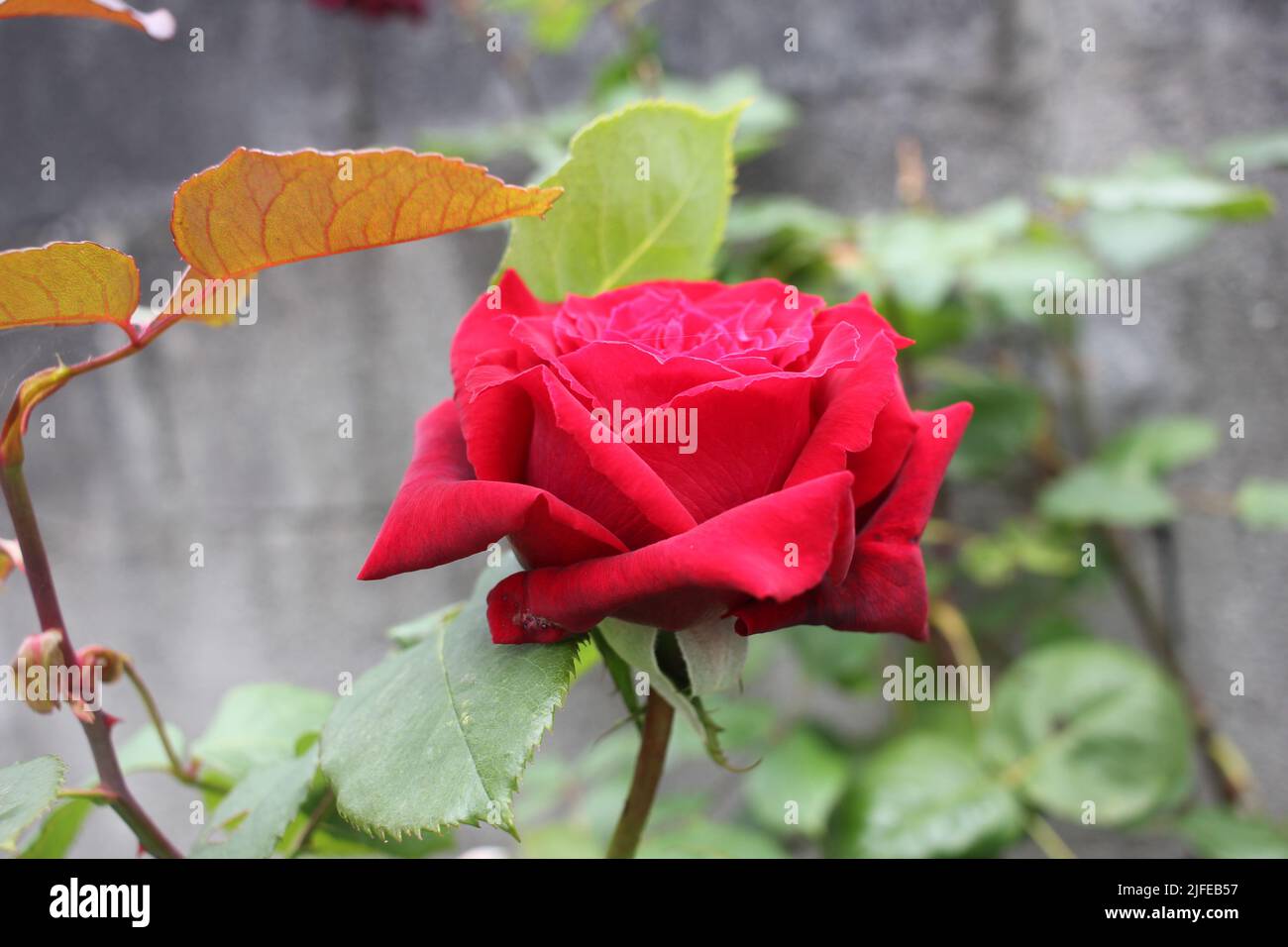 questa rosa sta vivendo la sua maturità e mostrando la sua incredibile bellezza Foto Stock