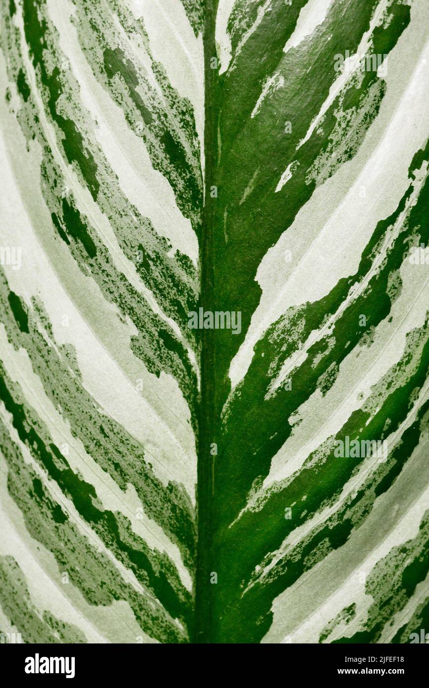 Primo piano di foglia di 'Aglaonema Stripes' tropicale con motivo a strisce d'argento Foto Stock