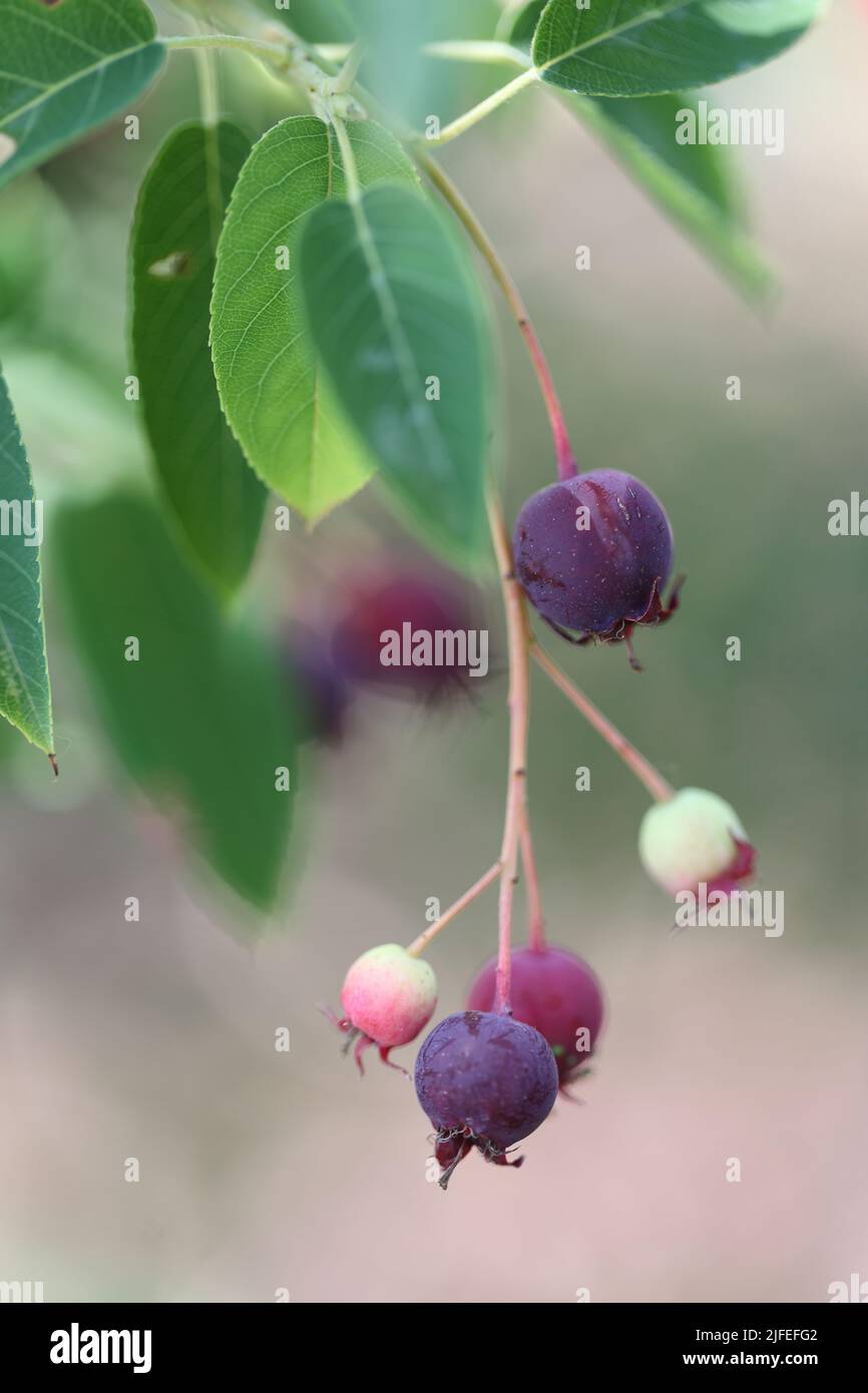 shadbush o bacche di legno d'ombra o frutta Foto Stock