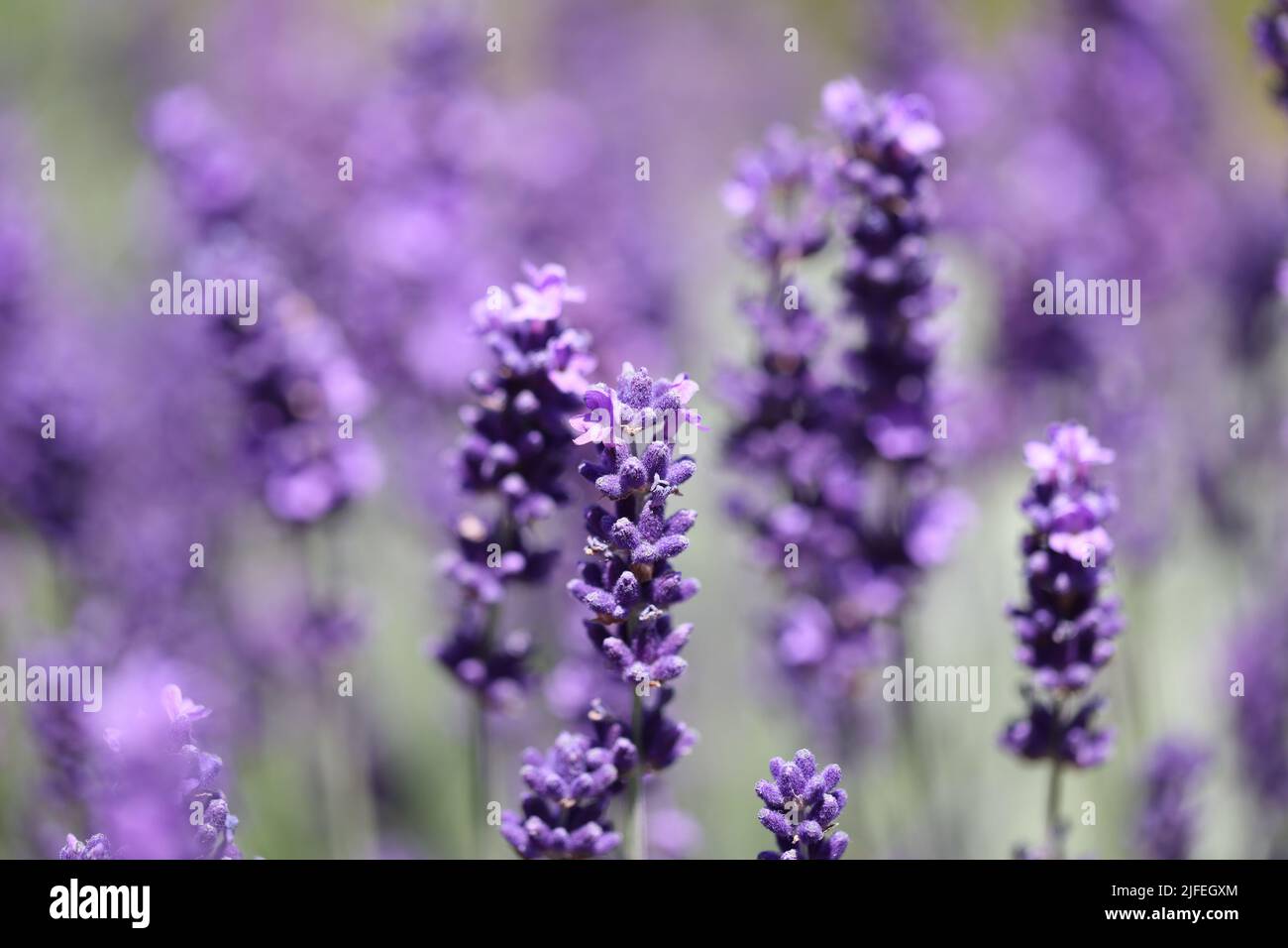 fiori di lavanda in viola vibrante Foto Stock