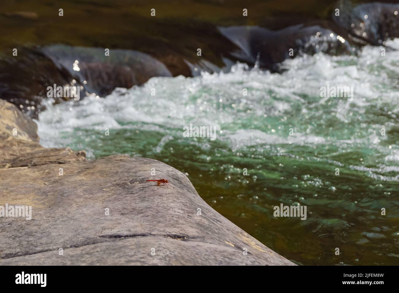 Una libellula rossa sulla roccia. Acqua che scorre su rocce in foresta con fuoco selettivo. Foto Stock