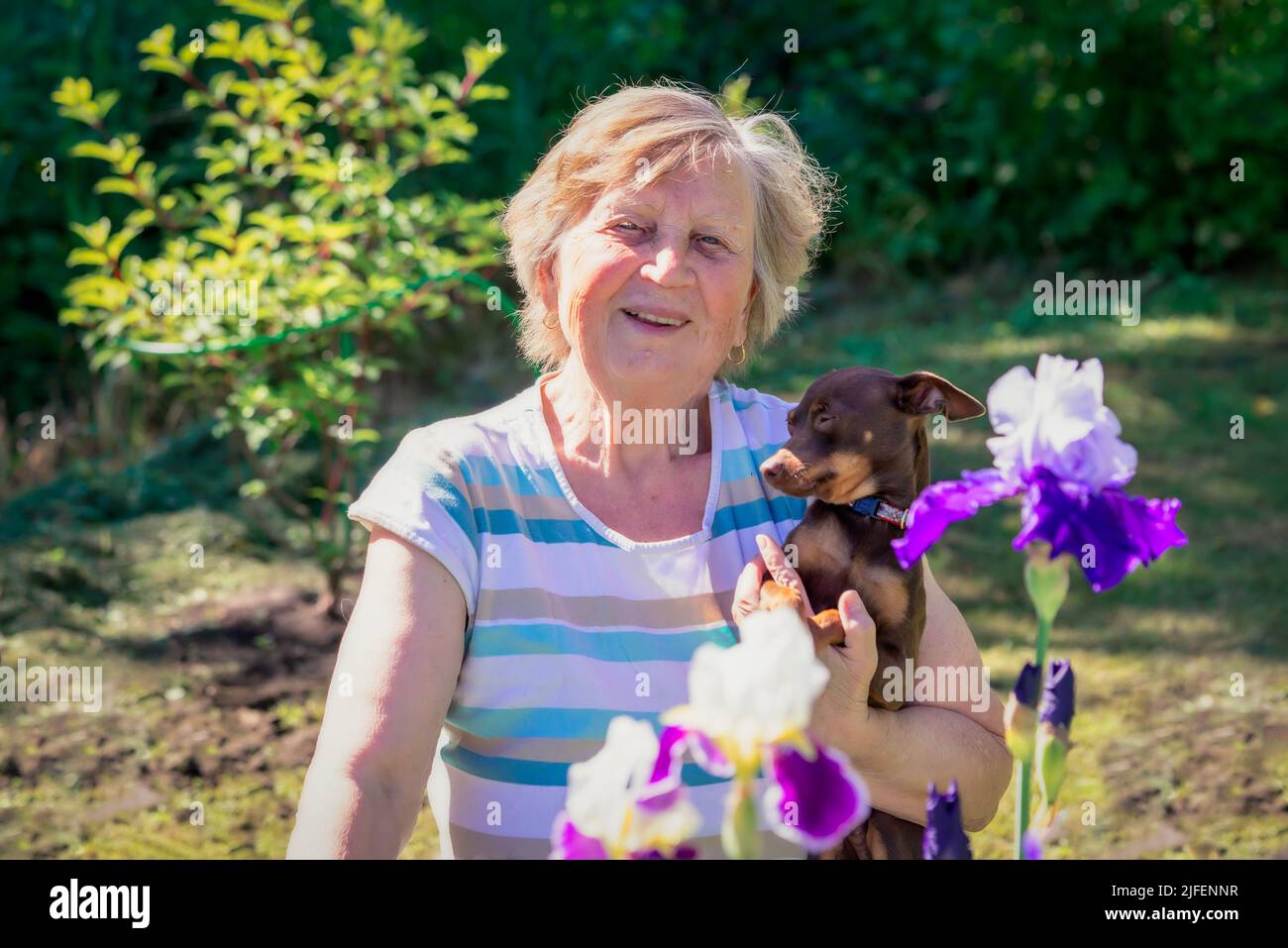 Ritratto di una donna anziana con il cane rattier di Praga nelle sue braccia all'aperto vicino ai fiori di iride. Foto Stock