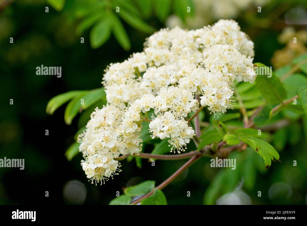 Rowan o cenere di montagna (sorbus aucuparia), primo piano di uno spruzzo di fiori bianchi alla fine di un ramo. Foto Stock