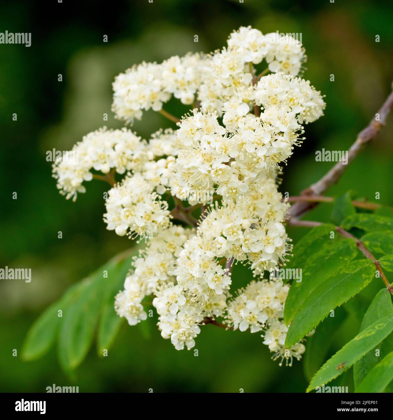 Rowan o cenere di montagna (sorbus aucuparia), primo piano di uno spruzzo di fiori bianchi che crescono alla fine di un ramo. Foto Stock