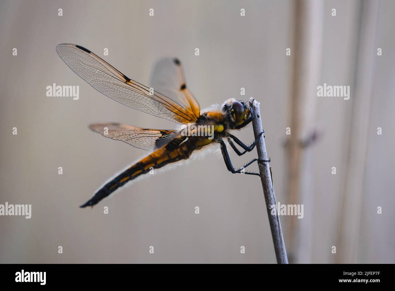 Un'immagine macro di una Dragonfly su un sottile pezzo di legno su sfondo sfocato Foto Stock