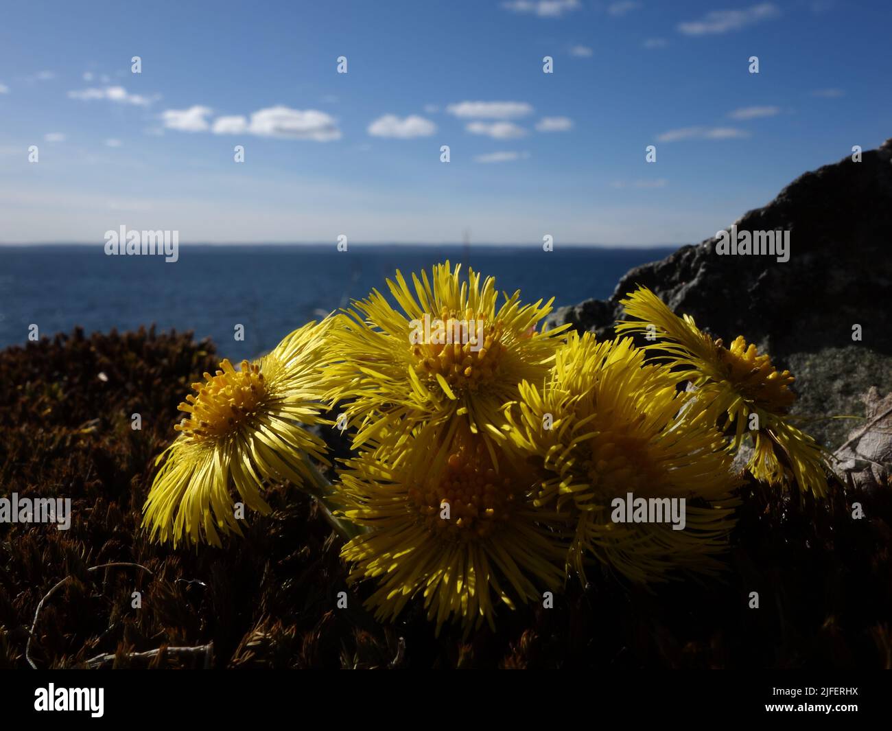 Piede di coltre, Tussilago farfarfarara, tra roccia e muschio, con il fiordo di Oslo e il cielo blu sullo sfondo. Foto Stock