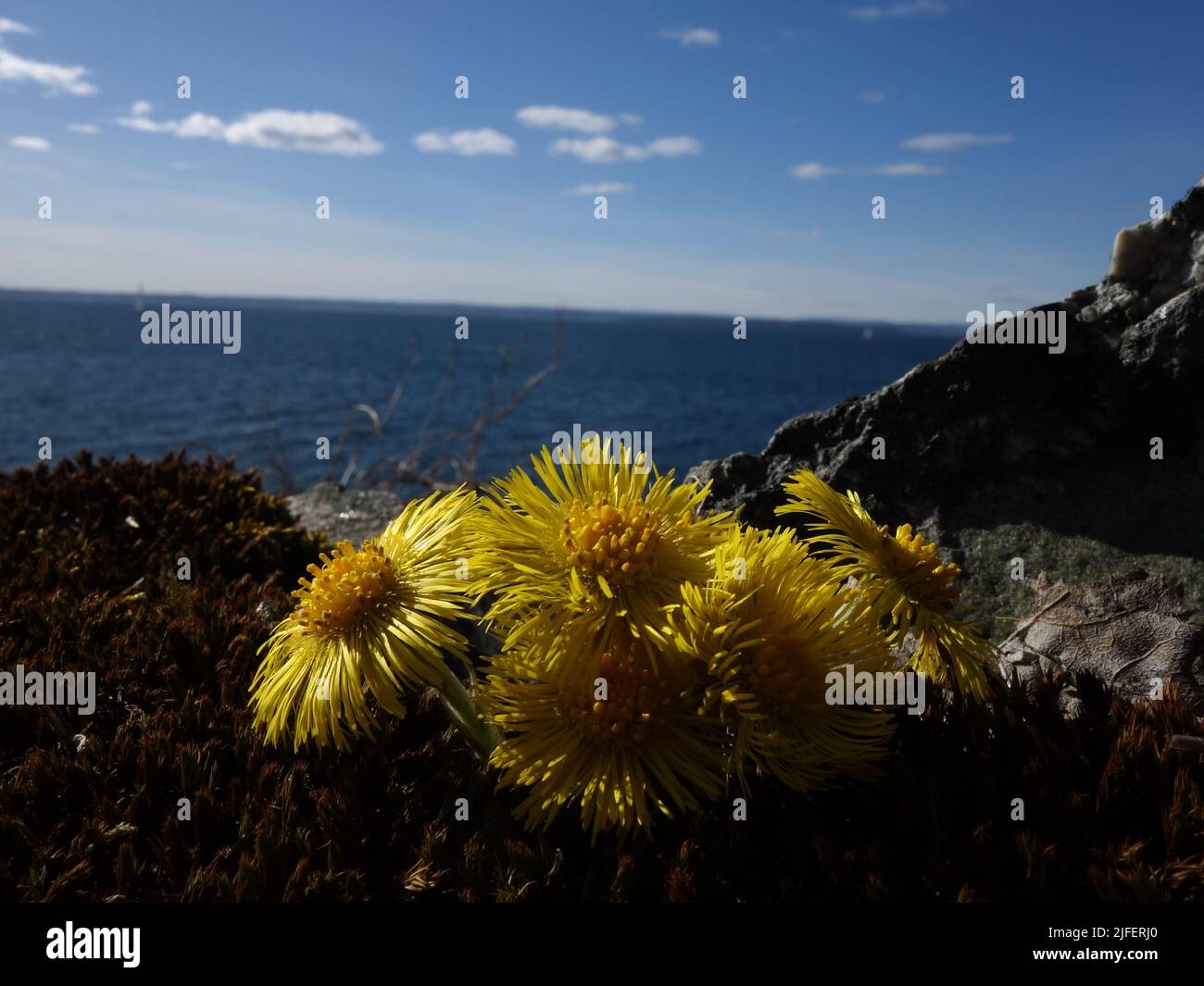 Piede di coltre, Tussilago farfarfarara, tra roccia e muschio, con il fiordo di Oslo e il cielo blu sullo sfondo. Foto Stock
